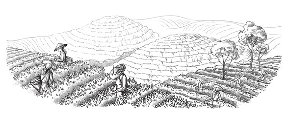 A woman in traditional clothes collects tea leaves on a a tea plantation, fields. Tea Picker. Hand-drawn vector illustration line sketch