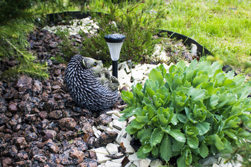 Garden figure hedgehog with a garden flashlight on a solar battery, on a bed of stones, with firs And a beautiful bush, in a garden after a rain