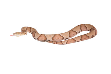 Copperhead Agkistrodon contortrix isolated