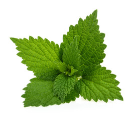 Nettle isolated on white background