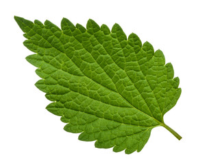 Nettle leaf isolated on white background