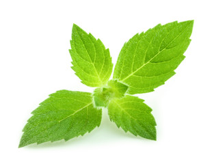 mint leaves isolated