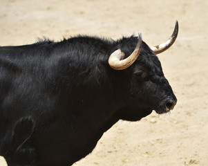 bullfight