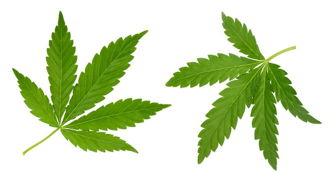 Cannabis leaf isolated on white without shadow