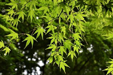 森林浴/新緑の城山公園（アジア日本神奈川県大磯町）