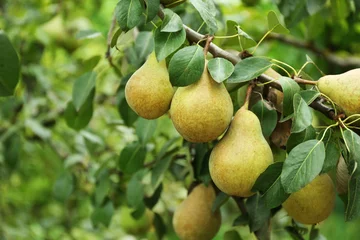 Fotobehang Pears on tree in fruit garden © Africa Studio