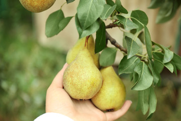 Female hand holding pears on tree