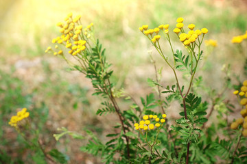 Wild flowers on summer field, closeup