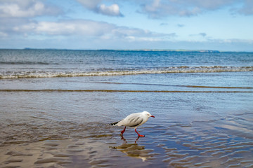 sea coast line with sand beach