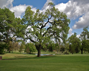 Oak Tree in the Clouds
