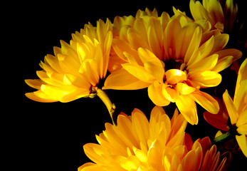 Fototapeta premium A bouquet of fresh, bright yellow daisies on a black background with copy space right side of horizontal composition.