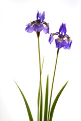Purple Iris