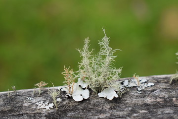 Musgo y liquen en madera