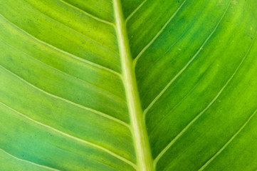 Leaf texture pattern for spring background, environment and ecology concept design