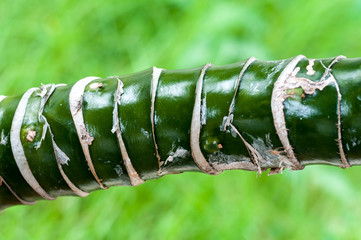 Dieffenbachia stalk with other stalks and off-white wall on garden