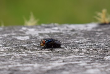 mosca en madera