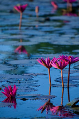 Lotus in Siem Reap,Combodia	