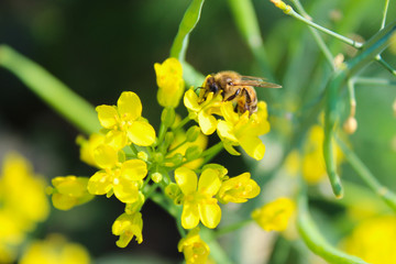 Flowering rucola and bee