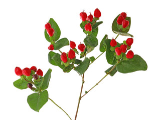 Beautiful hypericum plant on white background
