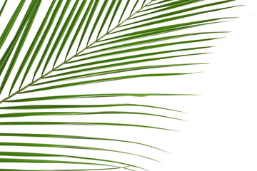 Obraz premium Beautiful tropical palm leaf on white background