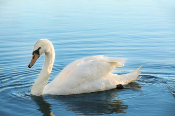 Beautiful white swan swimming in countryside river