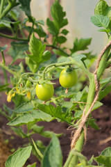 Growing tomatoes