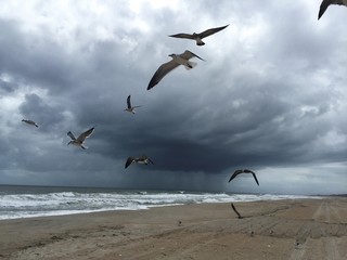 Seagulls and Dark Skies