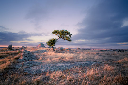 Beautiful Australian Landscape of Tree and Rocks on Hilltop