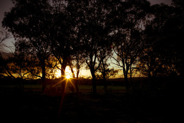 Moody Sunset Amongst Trees