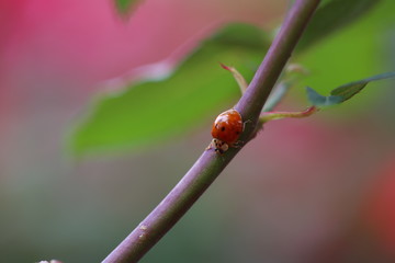 Ladybug in action