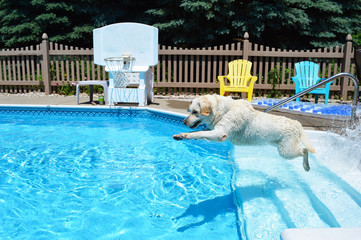 Labrador Retriever leaping into pool
