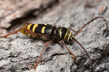 Long horn beetle, Plagionotus detritus