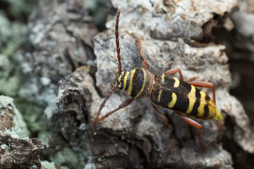 Naklejka na ściany i meble Long horn beetle, Plagionotus detritus