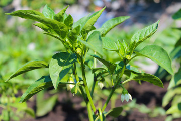Growing sweet pepper