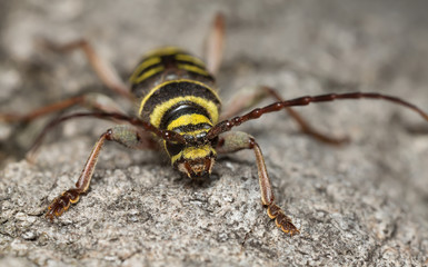 Long horn beetle, Plagionotus detritus