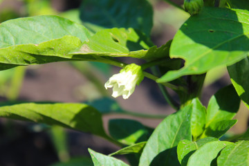 Growing sweet pepper