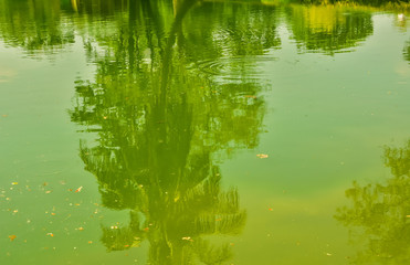 Reflection of trees and sky in the water caused by the sunlight.
