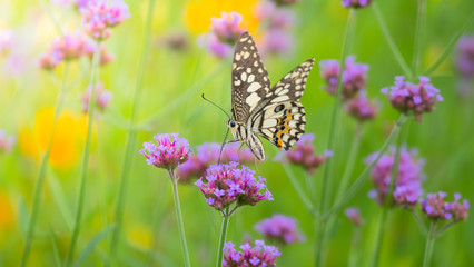 Beautiful Butterfly on Colorful Flower
