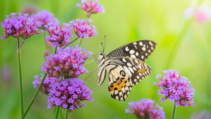 Beautiful Butterfly on Colorful Flower