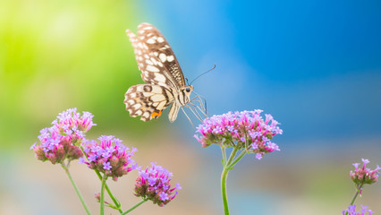 Beautiful Butterfly on Colorful Flower