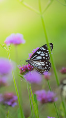 Beautiful Butterfly on Colorful Flower