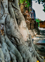 Fototapeta na wymiar Buddha head in banyan tree roots