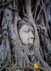 Buddha head in banyan tree roots