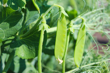 Growing green peas