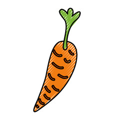 carrot fresh vegetable isolated icon vector illustration design