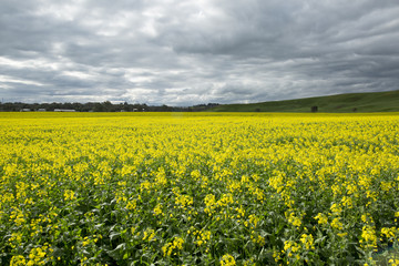 Canola Fields Landscape