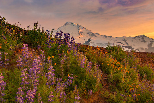Wildflowers and Mt Baker