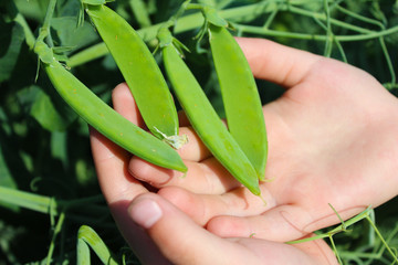 Growing green peas