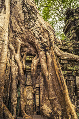 Tree roots at Ta Phrom, Angkor Wat