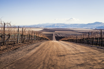 Fototapeta premium Vineyard in the wintertime